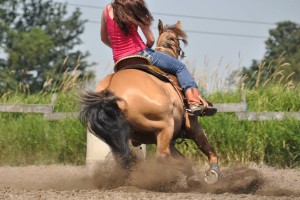 Hock injuries are common in barrel horses and other equine athletes.
