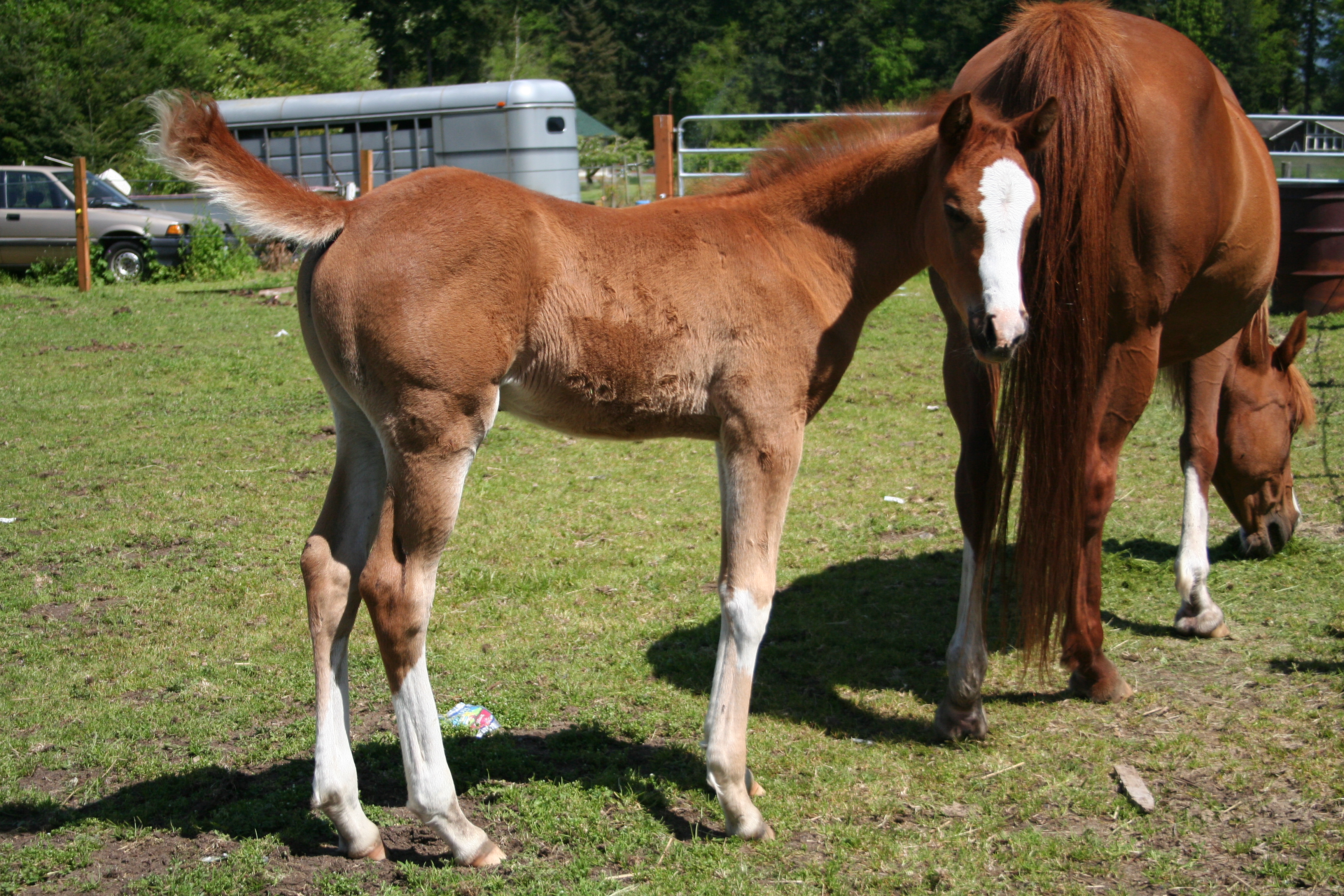 True Cost of Raising a Foal
