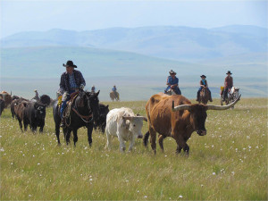 Cavallo
