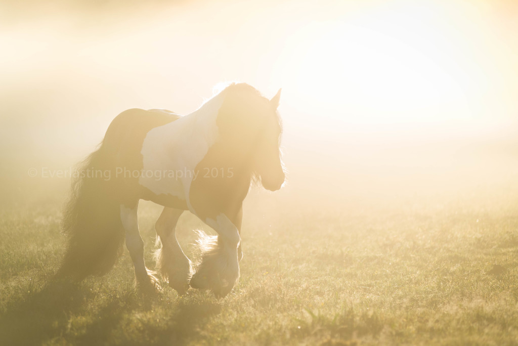 Everlasting Photography by Lynde Dorscher