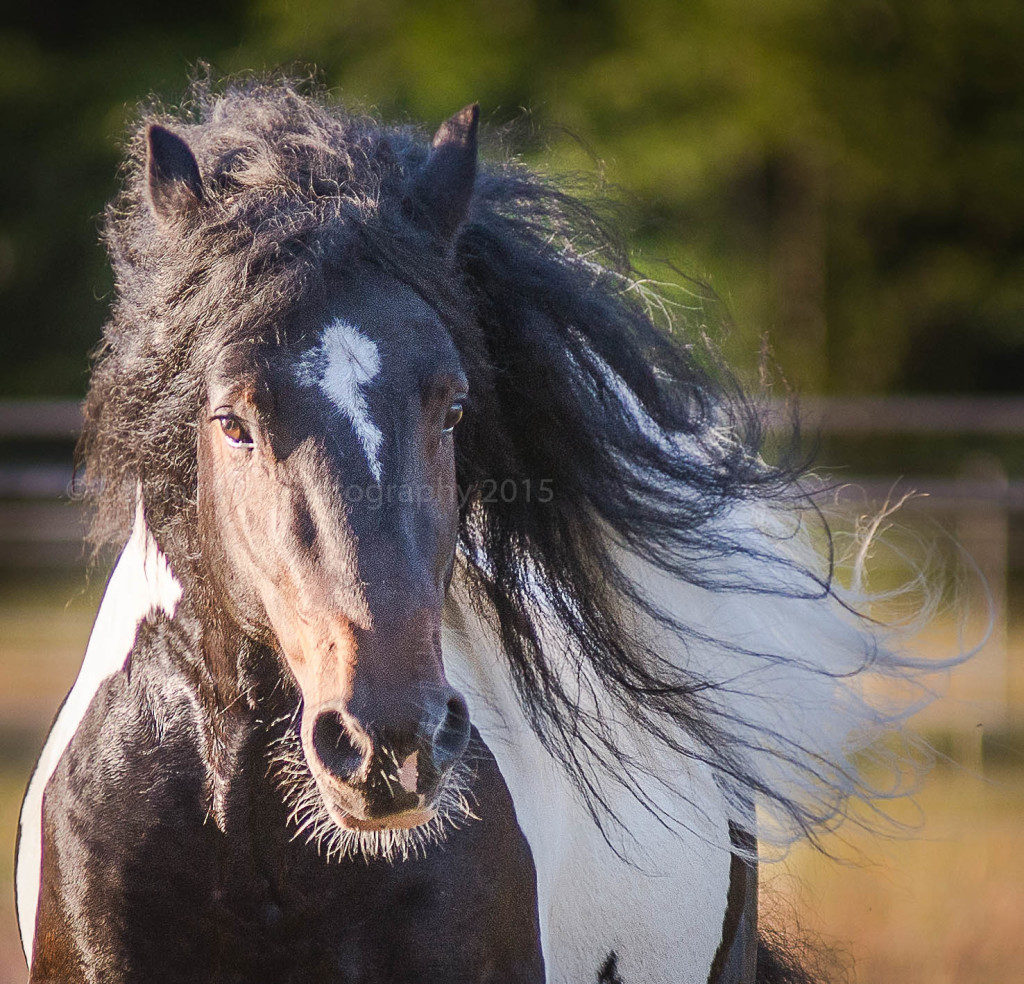 Everlasting Photography by Lynde Dorscher