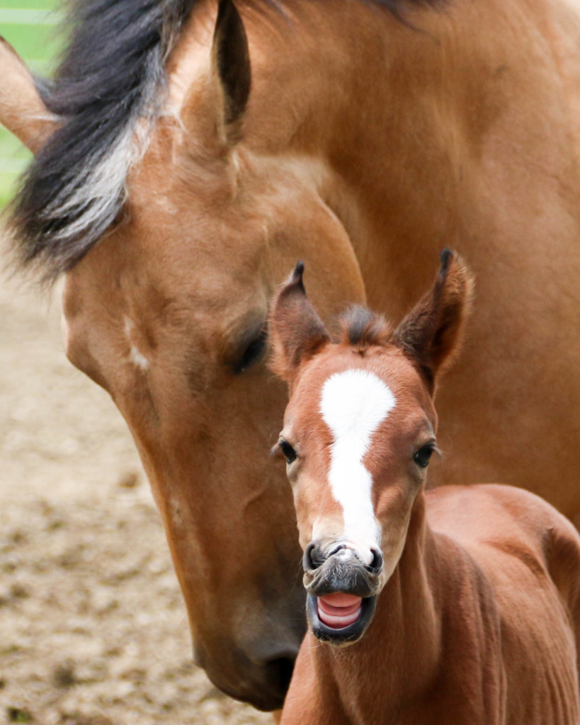 Dangelo Foal