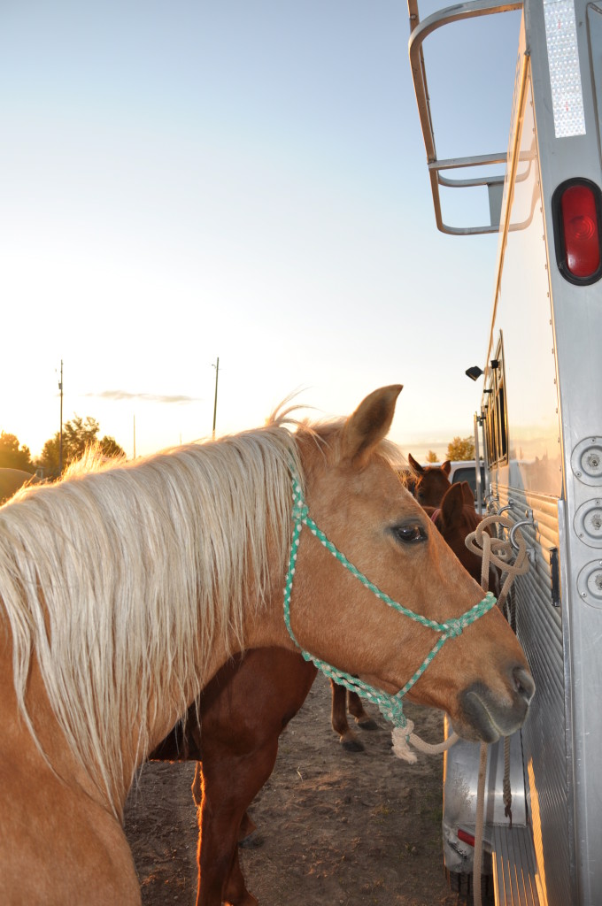 Make sure in advance that your horses are suitably trained for transport.