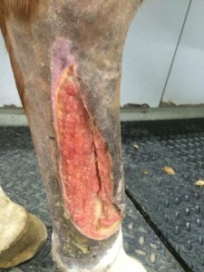 Reba’s wound, after being cleaned