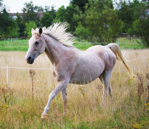 The Healthy Older Horse