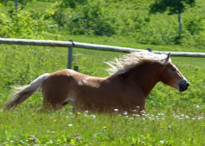 Spring Grass