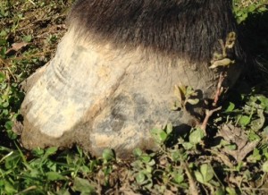 healthy hooves