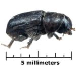 Mountain Beetle Pinnacle