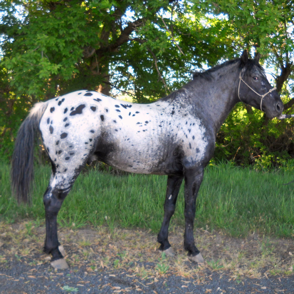appy-1 Blue Creek Appaloosas Foundation Appaloosa