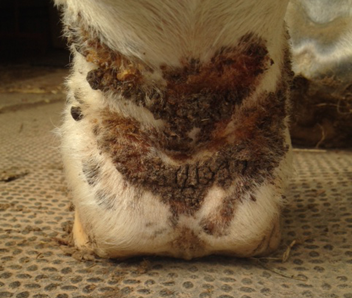 Sox for Horses