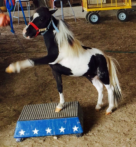 mini-horse-training-camp-image