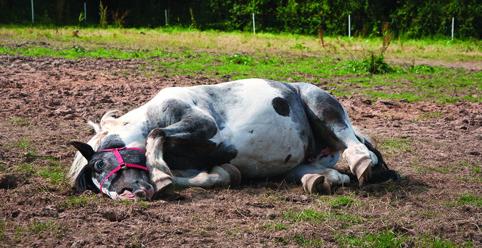Colic