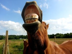Dental