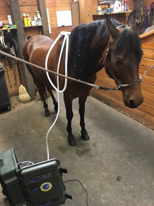 Pacific NW Horse and Dog Horse Getting PEMF