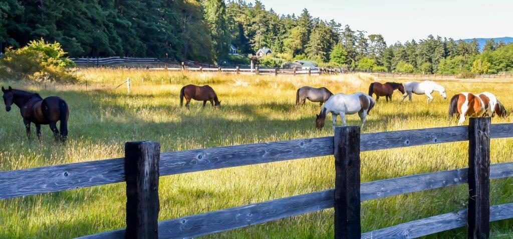 Protecting Your Horse from Equine Herpes Virus
