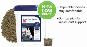 Senior Horse