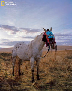The Horse in Native American History