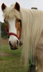 Unbridled Movie Screening