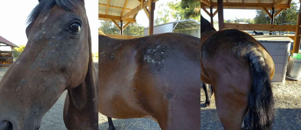 Equiwinner Delivers Effective Treatment Against Sweet Itch