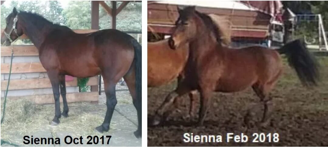 Equiwinner Delivers Effective Treatment Against Sweet Itch