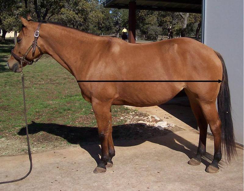 How to Measure Your Horse for a BlanketColorado Horse Source