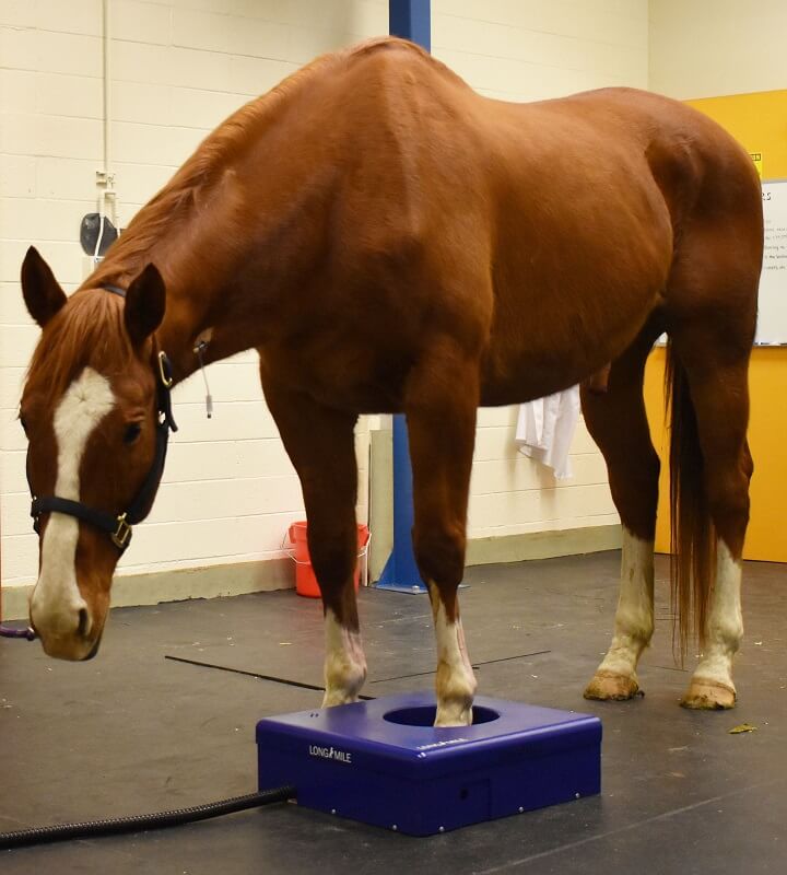Positron Emission Tomography Performed on Standing Horse for First Time