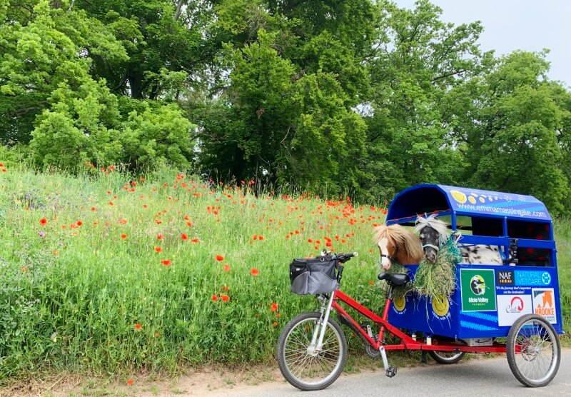 Cavallo Horse & Rider’s Ambassador, Massingale, Trailers her Minis Across Europe by Tricycle