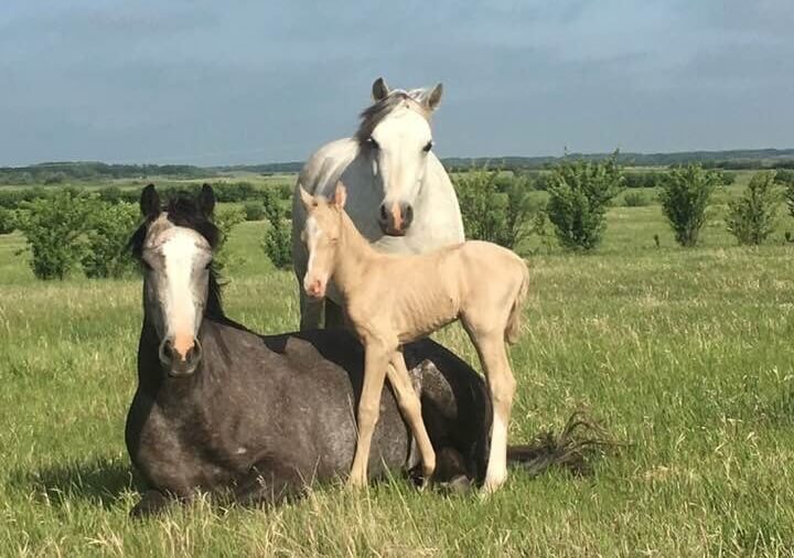 Kelly Acres Welsh Ponies & Cobs Dispersal Auction