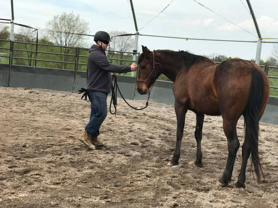 National Pilot Program Connects Wild Mustangs and Veterans