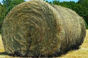 Texas Haynet