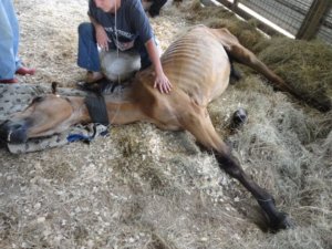 Horse on Cross Country Trek Stops at UC Davis for Care