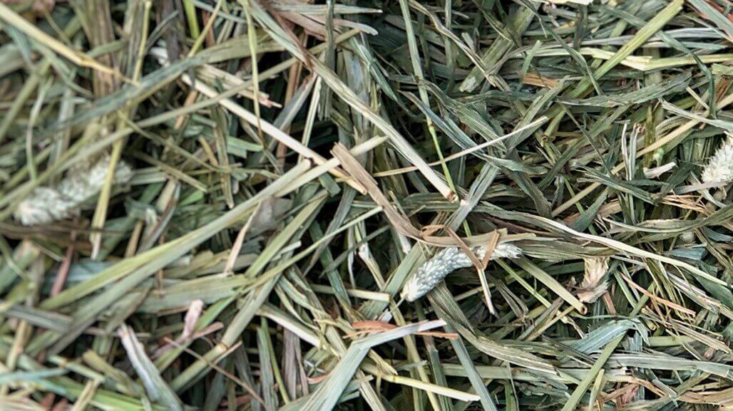 The best sale best hay
