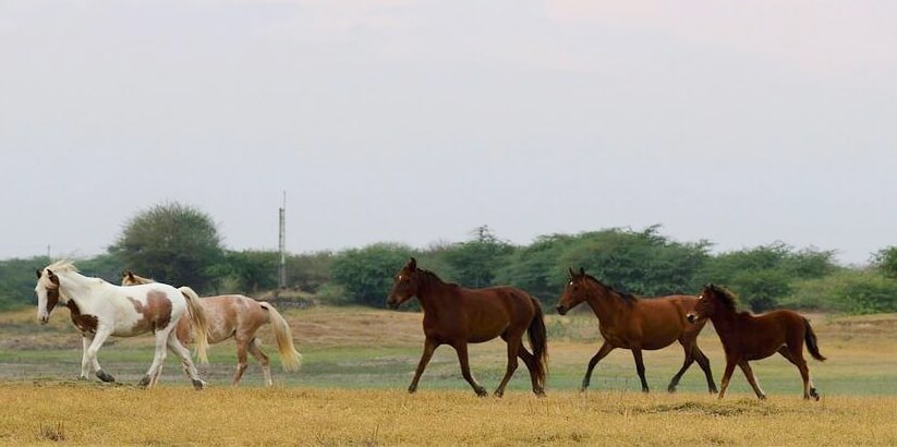 AQHA and APHA