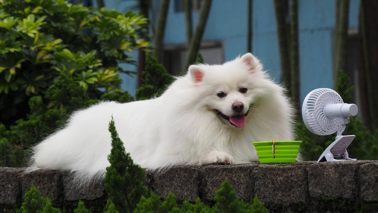 Heat Stress, Part 1: Keeping Your Dogs Safe
