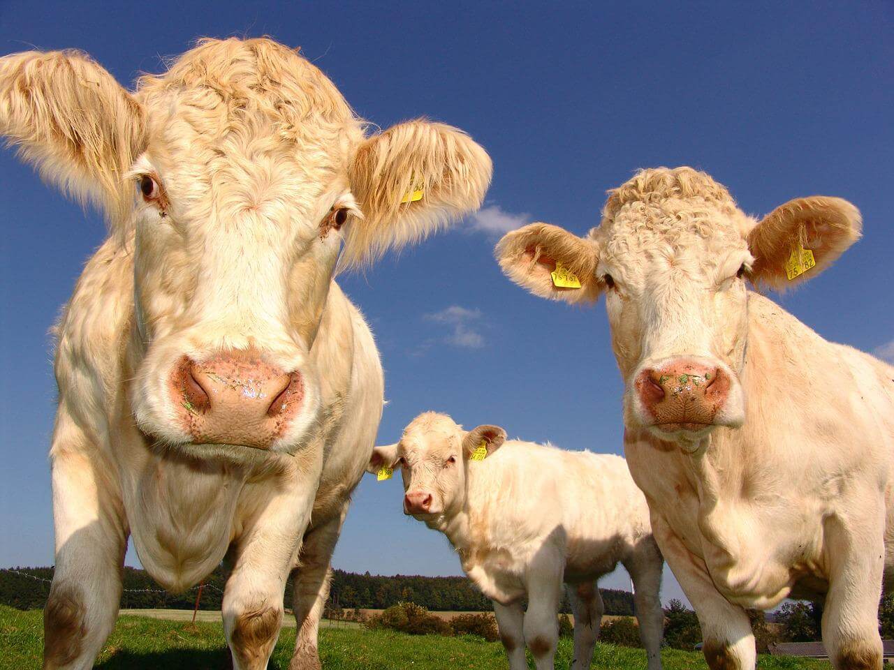 heat stress cattle