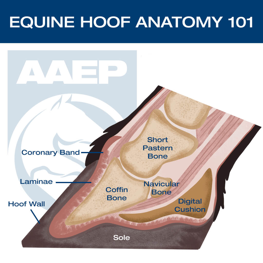 hoof abscesses