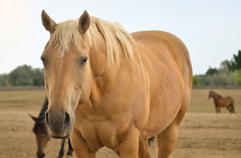 Non-Riding