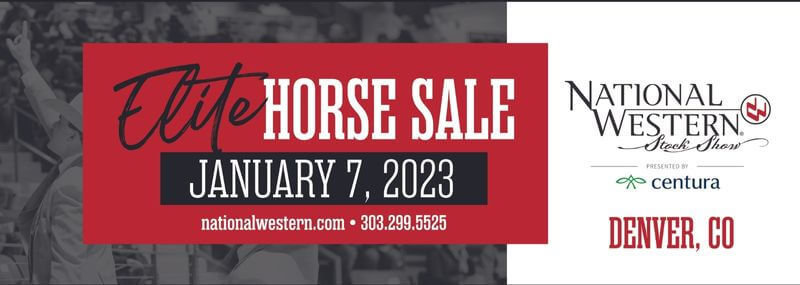 Horse Sale