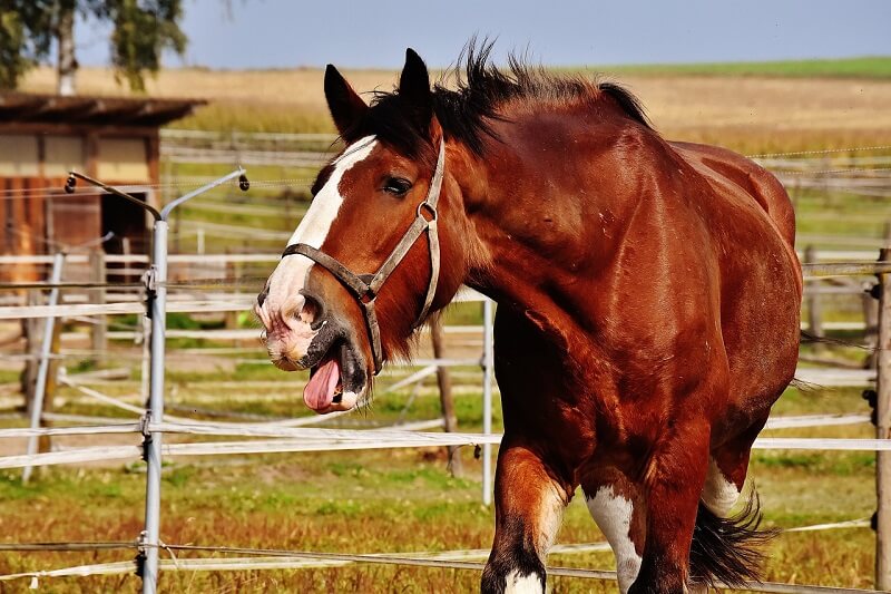 equine asthma