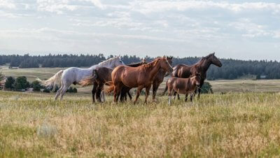 Horsey Holiday Giving
