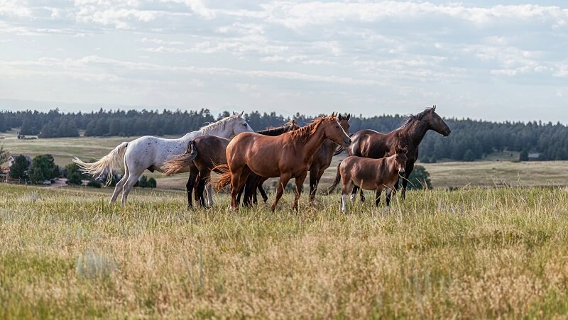 Horsey Holiday Giving