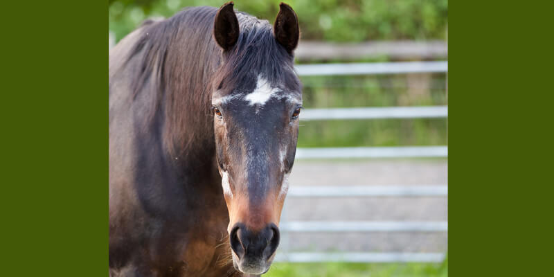 Old Horses