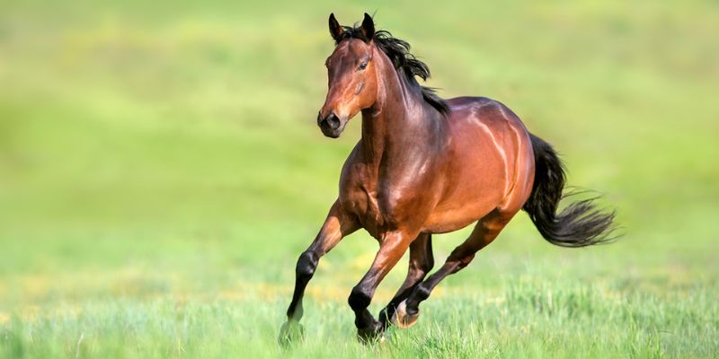 Spring Horse Health Priorities