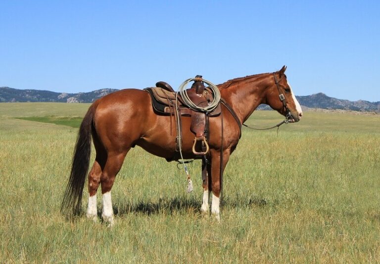 The DiamondMcNabb Ranch Horse Sale Celebrates its 15Year Anniversary