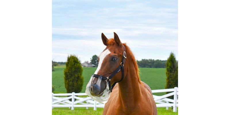 Grazing Muzzle