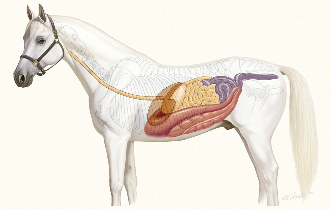 Equine Gastric Ulcers