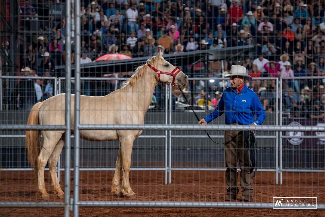 Horse Gentler