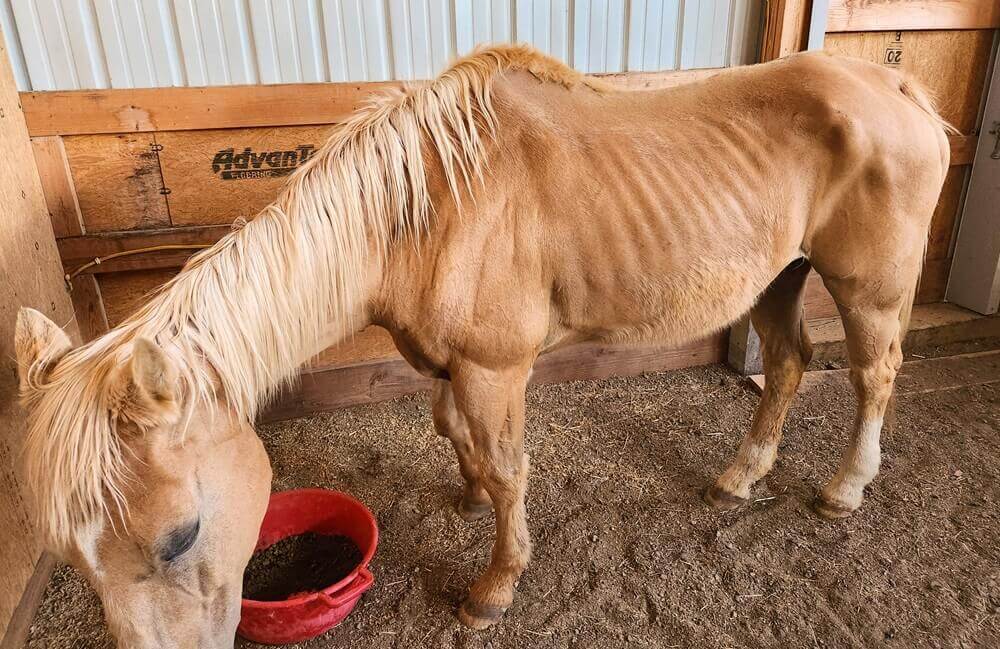 The Sturdy Horse