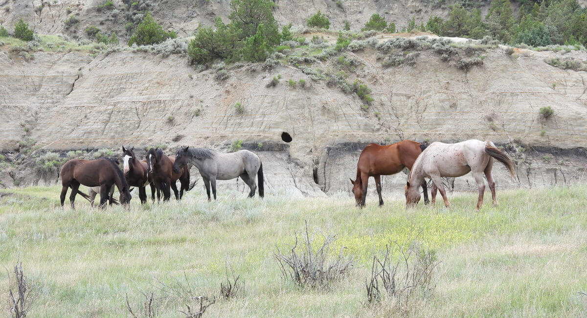Wild Horses