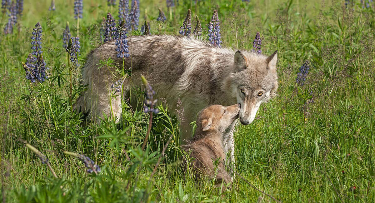 wolves
